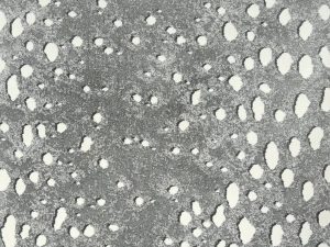 Panthera-Onca-photo-kane carpet